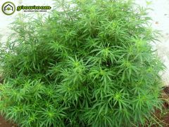 Sativa do caNNabiNoL