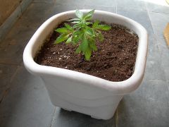 Planta transplantada