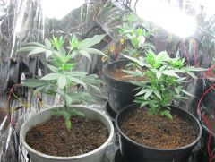 3 plantas - 40 dias