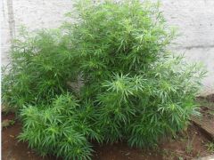 Sativa #01 - 6 meses.