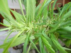 Mystery Sativa 2