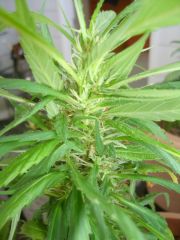 Mystery Sativa Bud