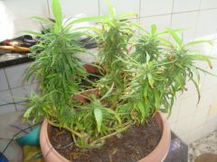 Mystery Sativa 1