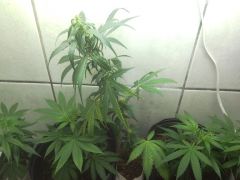 Bud enraizando.JPG