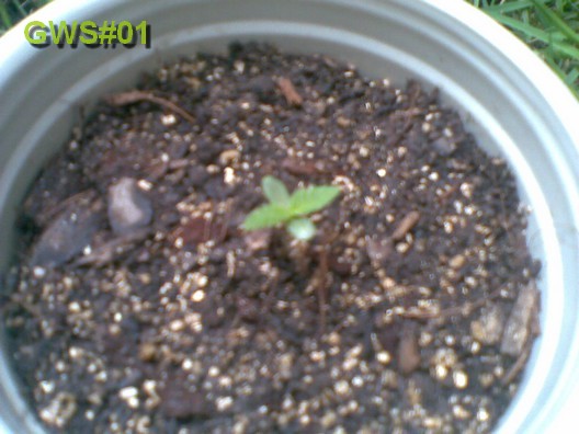 1º cultivo out