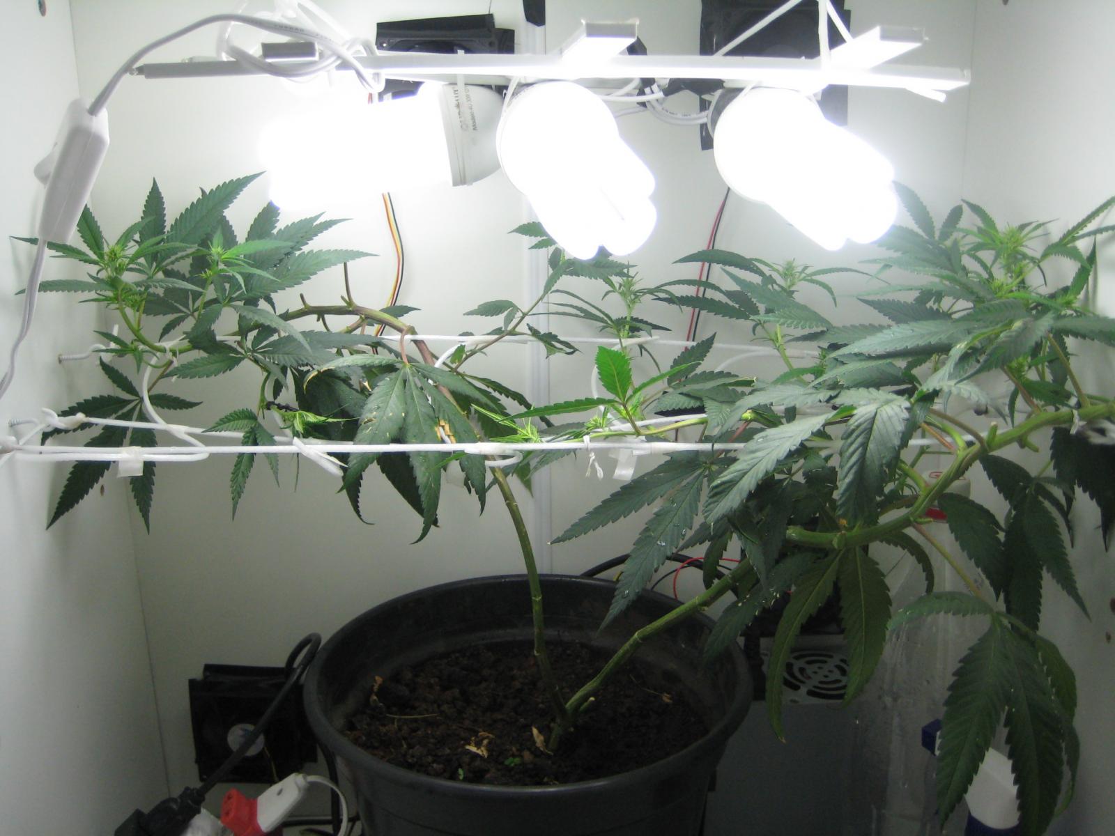 Growbox - 08/03/2010