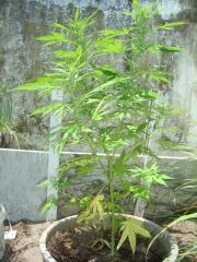 Mystery Sativa 9 semanas