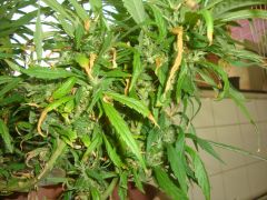 Mystery Sativa 5 meses