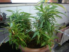 Mystery Sativa  5 meses