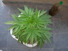 Planta - 59 dias