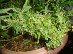 Mystery Sativa qse pra faca