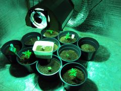 TO COM 10 PLANTAS 7 SKUNK 1 WW 2 AFGHAN. TO GERMINANDO MAIS 