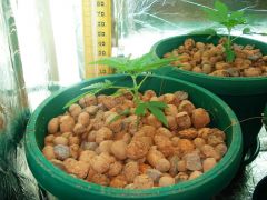 GrowzoneMix 13Abril 017.jpg