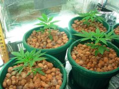 GrowzoneMix 14Abril 004.jpg