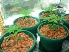 GrowzoneMix 15Abril 008.jpg