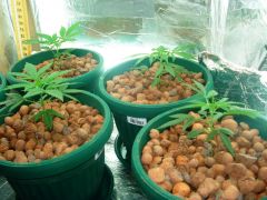 GrowzoneMix 14Abril 005.jpg