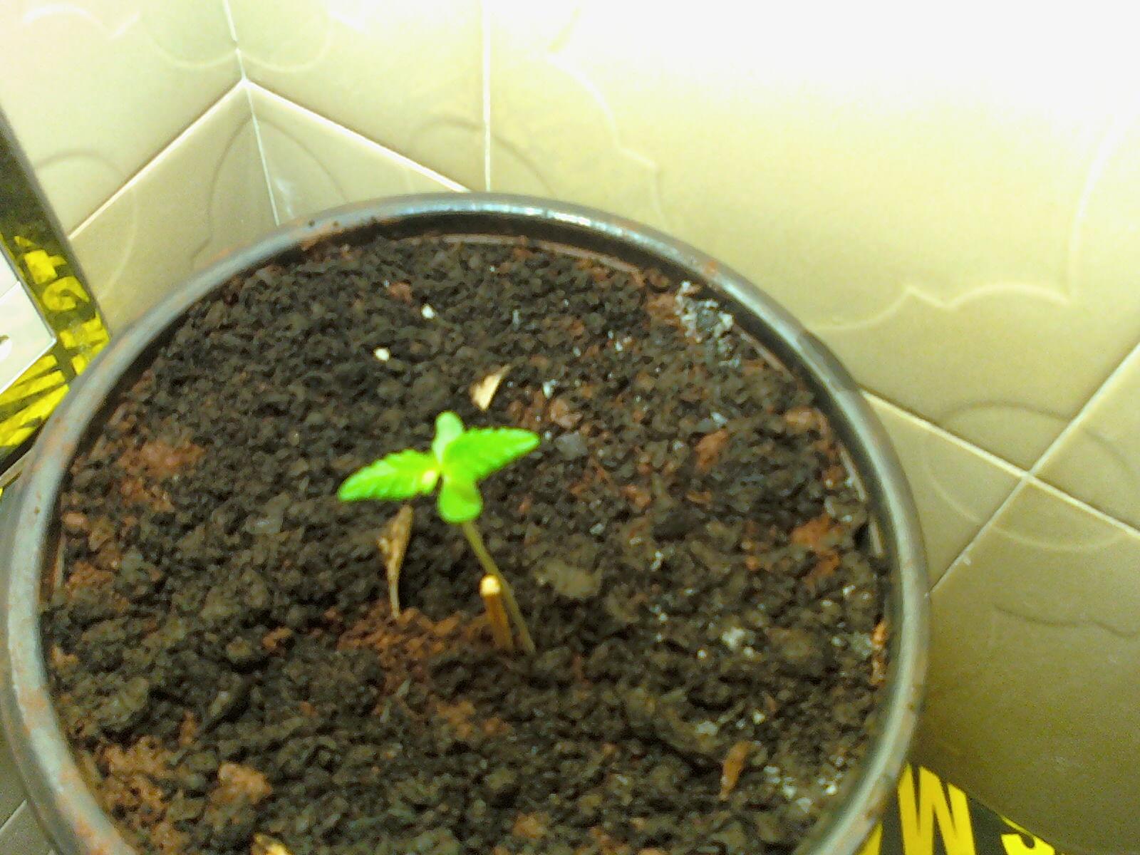 primera plantinha!