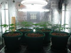 GrowzoneMix 19Abril 019.jpg