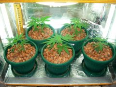 GrowzoneMix 17Abril 015.jpg