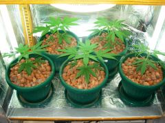 GrowzoneMix 19Abril 035.jpg