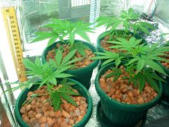 GrowzoneMix 20Abril 009.jpg