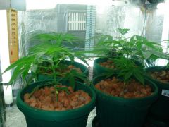 GrowzoneMix 23Abril 052.jpg