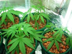 GrowzoneMix 22Abril 034.jpg