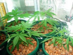 GrowzoneMix 21Abril 009.jpg