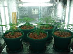 GrowzoneMix 20Abril 005.jpg