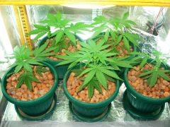 GrowzoneMix 21Abril 036.jpg