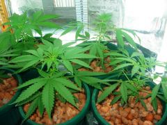 GrowzoneMix 23Abril 009.jpg