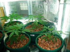 GrowzoneMix 20Abril 010.jpg