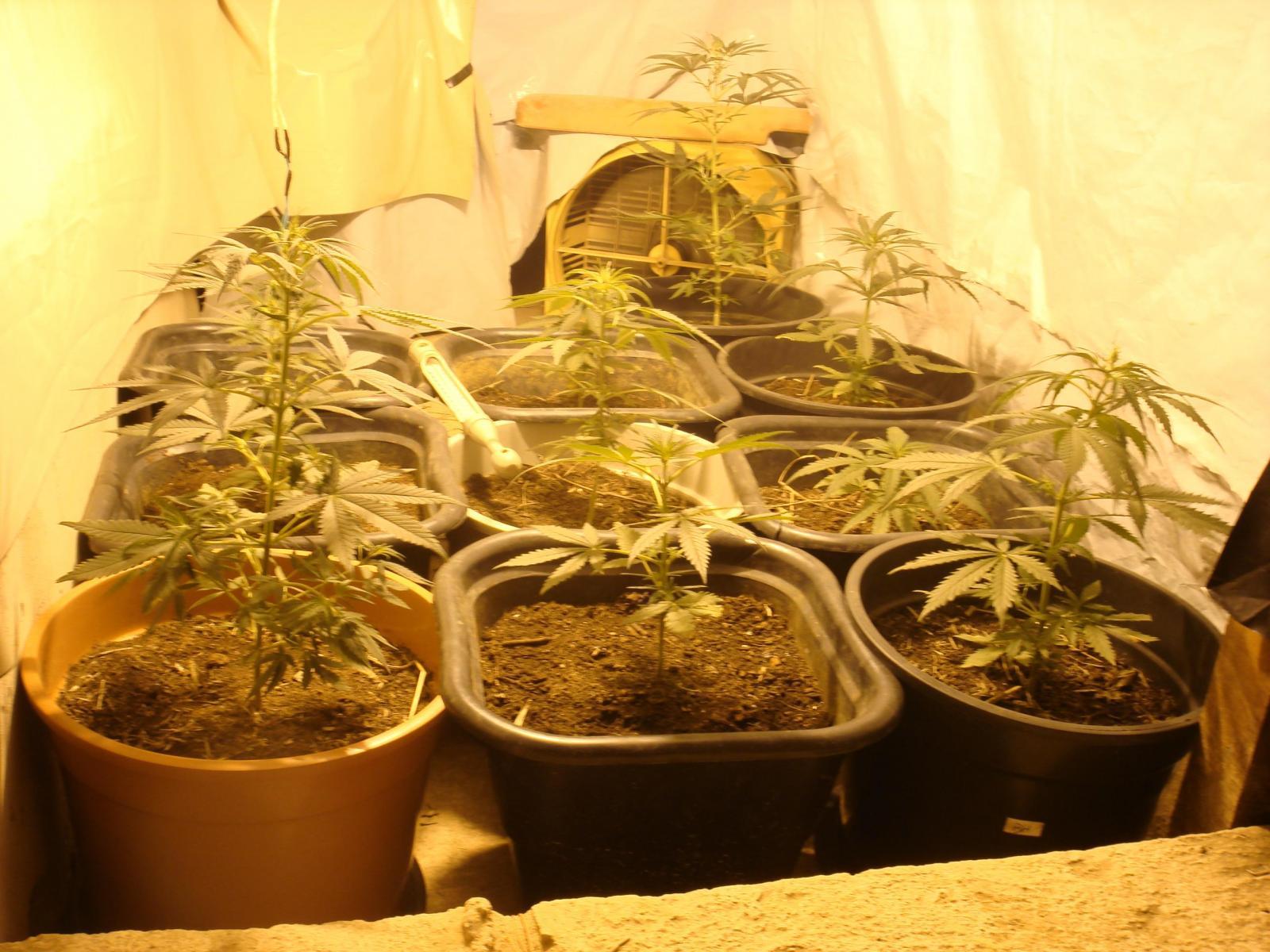 Grow Nº1: WW/ PG/ BH