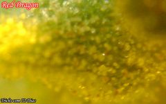 Trichs72dias2.jpg