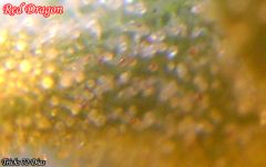 Trichs72dias1.jpg