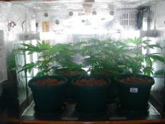 GrowzoneMix 27Abril 015.jpg