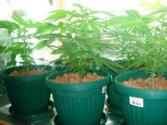 GrowzoneMix 27Abril 020.jpg