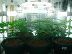 GrowzoneMix 26Abril 005.jpg