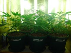 GrowzoneMix 30Abril 009.jpg