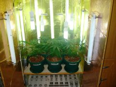 GrowzoneMix 29Abril 008.jpg