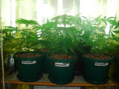 GrowzoneMix 02Maio 009.jpg