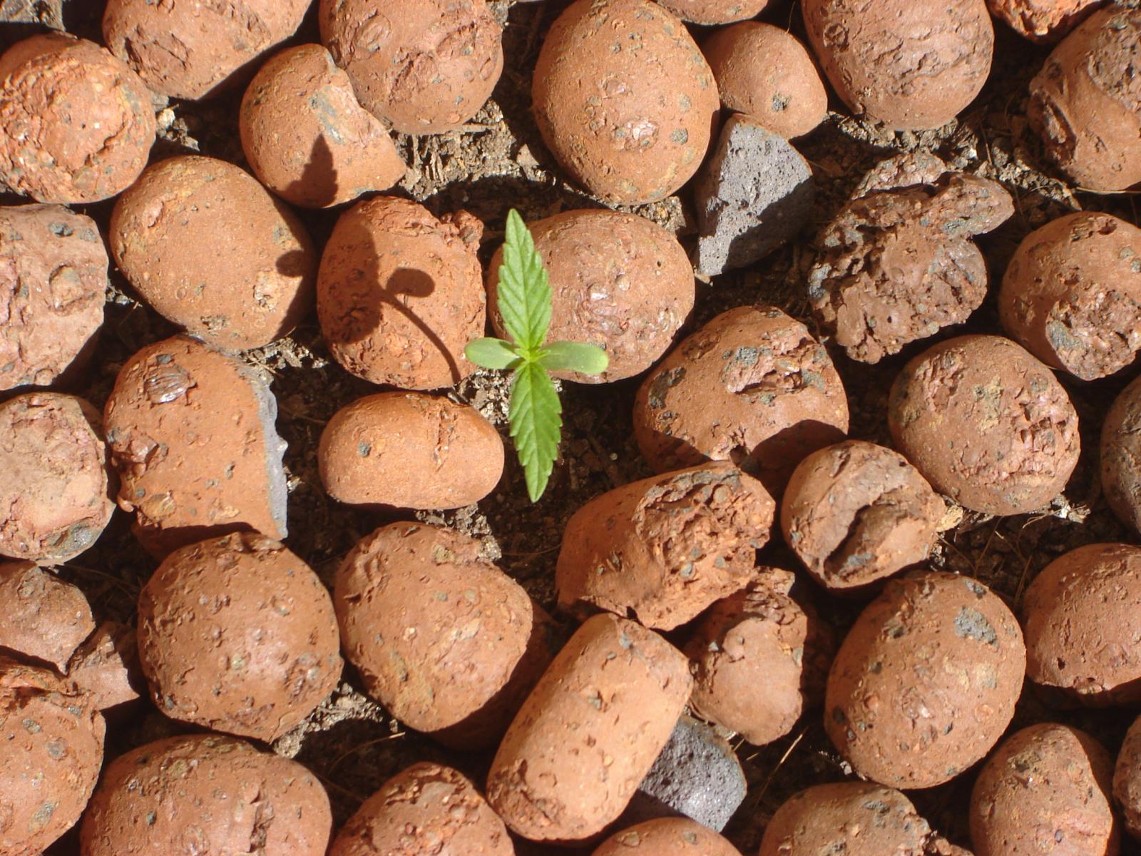 Primeiro Cultivo!