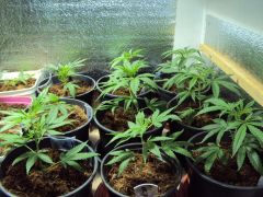 clones skunk na grow de vega.