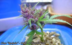 Clone Roxinha 11-05.jpg