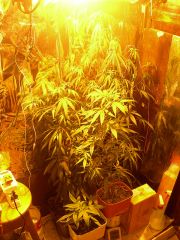 Grow flora - 1° semana