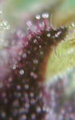 trichs.jpg