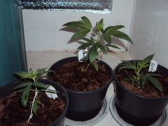 novas strains bublegumer, califonia orange bud, e cruza de w