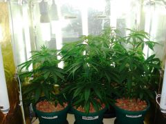 GrowzoneMix 11Maio 018.jpg