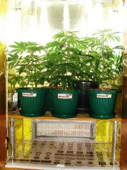 GrowzoneMix 10Maio 009.jpg