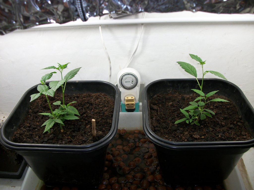 Scrog 2010 - Critical + Bilbo!